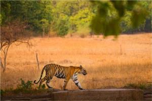 Bandhavgarh-Tiger