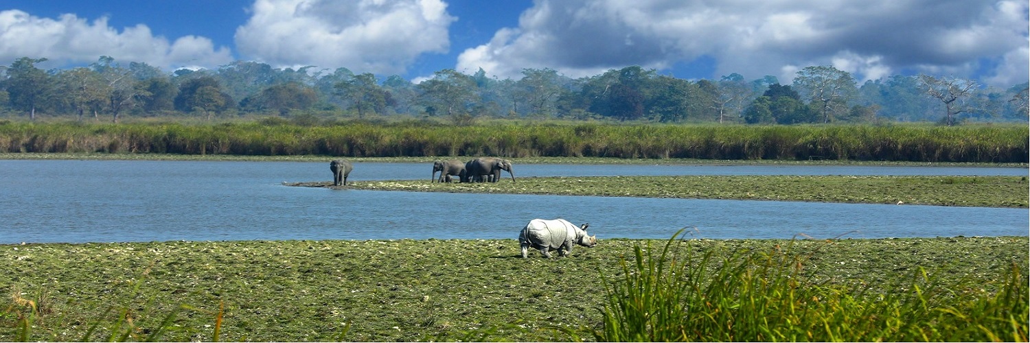 Kaziranga national park, Assam