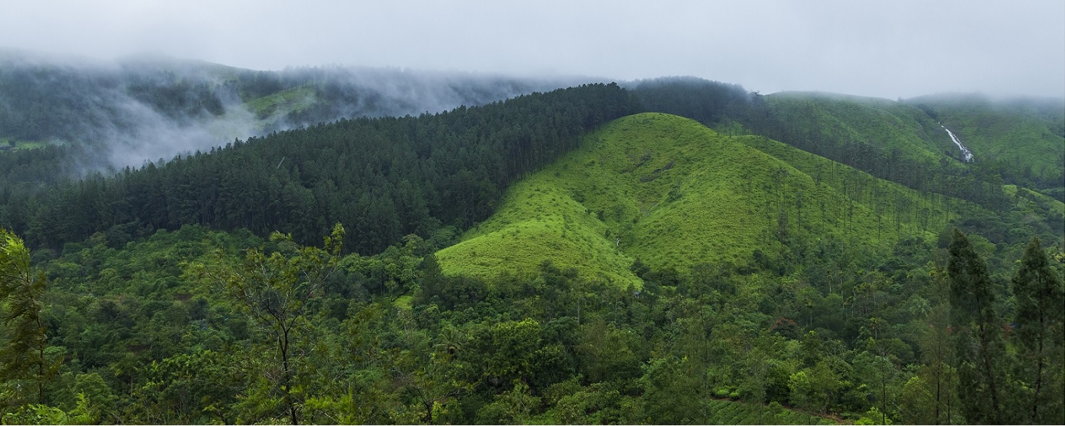 Pine Forest, Kerala
