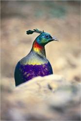 Monal-Pheasant-State-Bird-of-Himachal-Pradesh