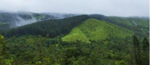Lower Pine Forest, Kerala