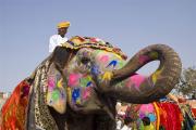 Decorated-Elephant-Rajasthan