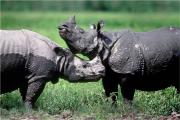 Rhinos-Kaziranga-Assam