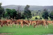 Spotted-Deer-Herd-During-Monsoon